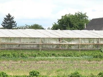 Як у селі на Волині виживають завдяки бізнесу на огірках. ВІДЕО