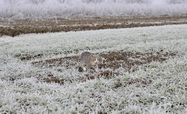 Волинь в льодяному тумані. ФОТО