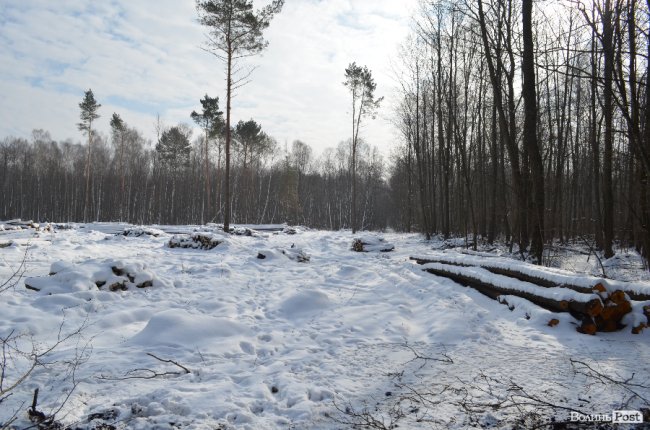 Лісівники показали, як підкорюють волинські джунглі. ФОТО