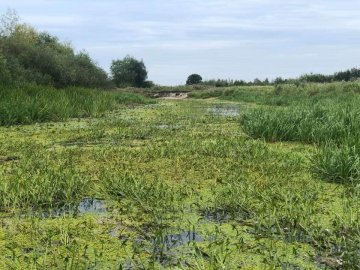 У Ковелі річка перетворилася на болото. ФОТО