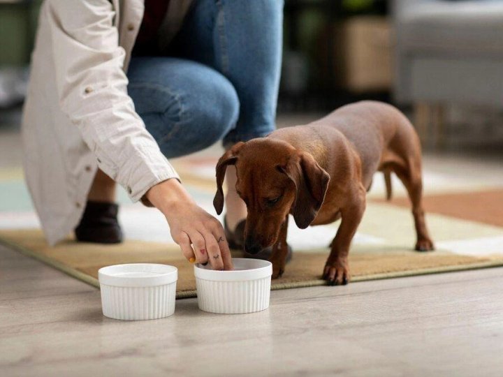 Безпека та якість зоотоварів: на що звертати увагу перед покупкою?