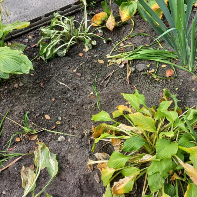 У ковельському парку хтось «свиснув» квіти з клумби