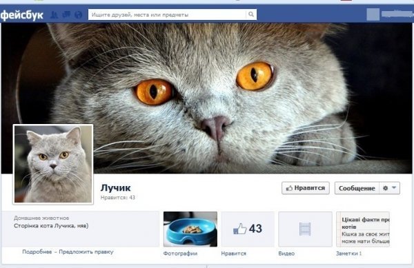 Кіт луцького фотографа «завів» сторінку в Facebook