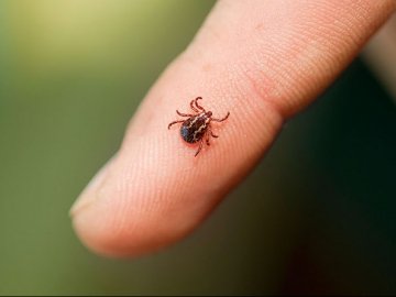 На Волині кожен четвертий кліщ інфікований смертельно небезпечною хворобою