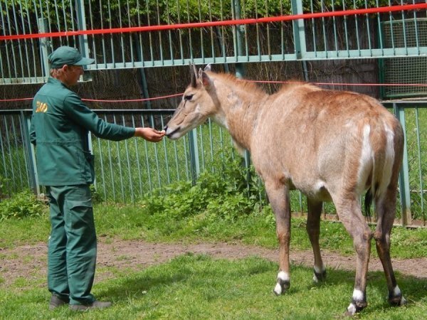 У луцькому зоопарку − новий мешканець. ФОТО