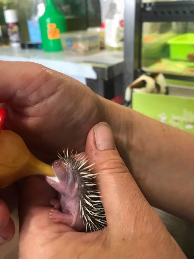 У Луцькому зоопарку вигодовують крихітне їжаченя. ФОТО