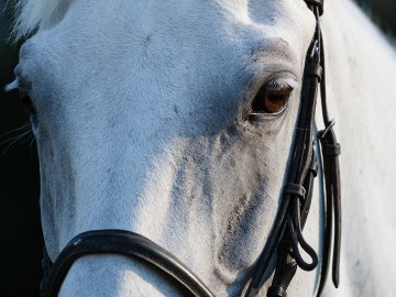 Коні – у кошарі: поліція спростувала інформацію про волинян, які покинули тварин і поїхали на заробітки