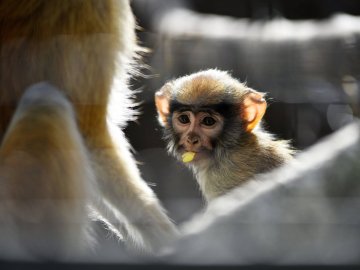 Пухнастики, тисячі тюльпанів і фотозони: луцький зоопарк запрошує в гості. ФОТО