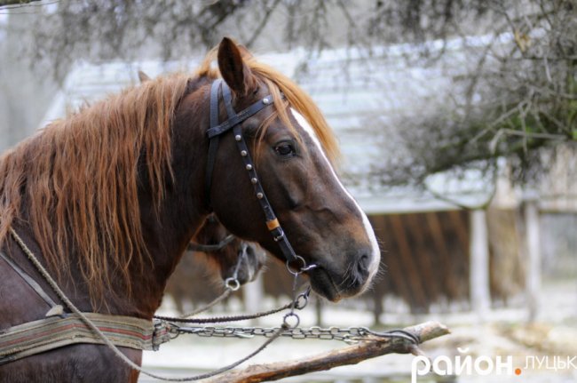Як на Волині рятують диких тварин від холоду і голоду. ФОТО. ВІДЕО