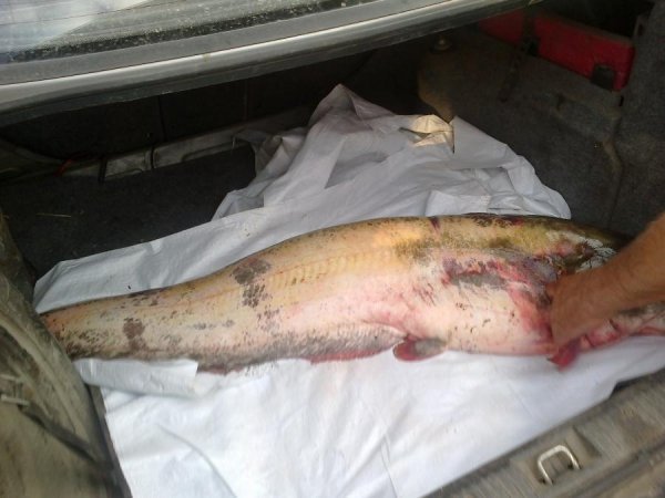 Волинянин витяг 20-кілограмового сома. ФОТО