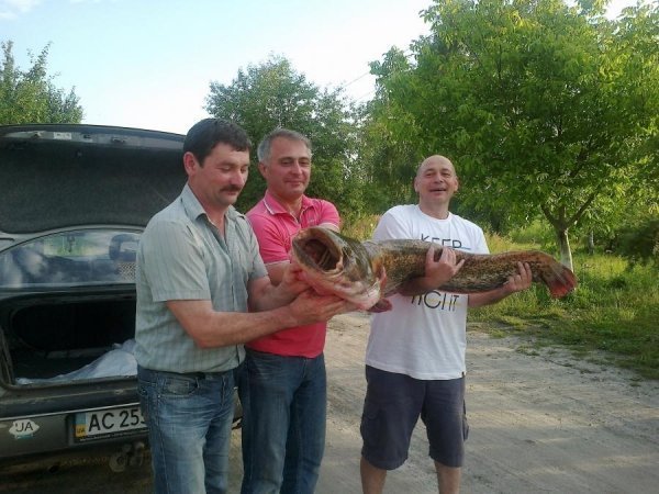 Волинянин витяг 20-кілограмового сома. ФОТО