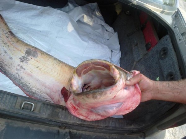 Волинянин витяг 20-кілограмового сома. ФОТО