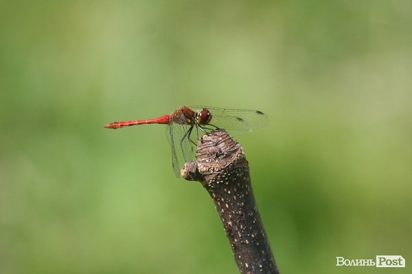 Бандерштат-2013. День перший. ФОТО