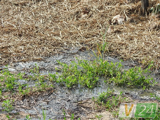 Волинське село засмерділося гнилою капустою. ФОТО