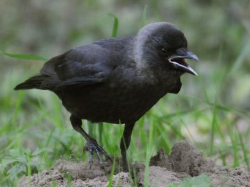 Пташине сімейство на знімках луцького фотографа