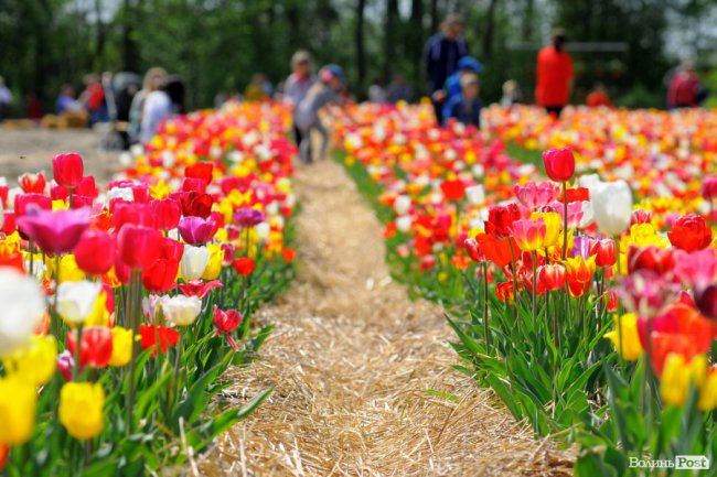Мільйони тюльпанів і сотні гостей: день поля у «Волинській Голландії». ФОТО