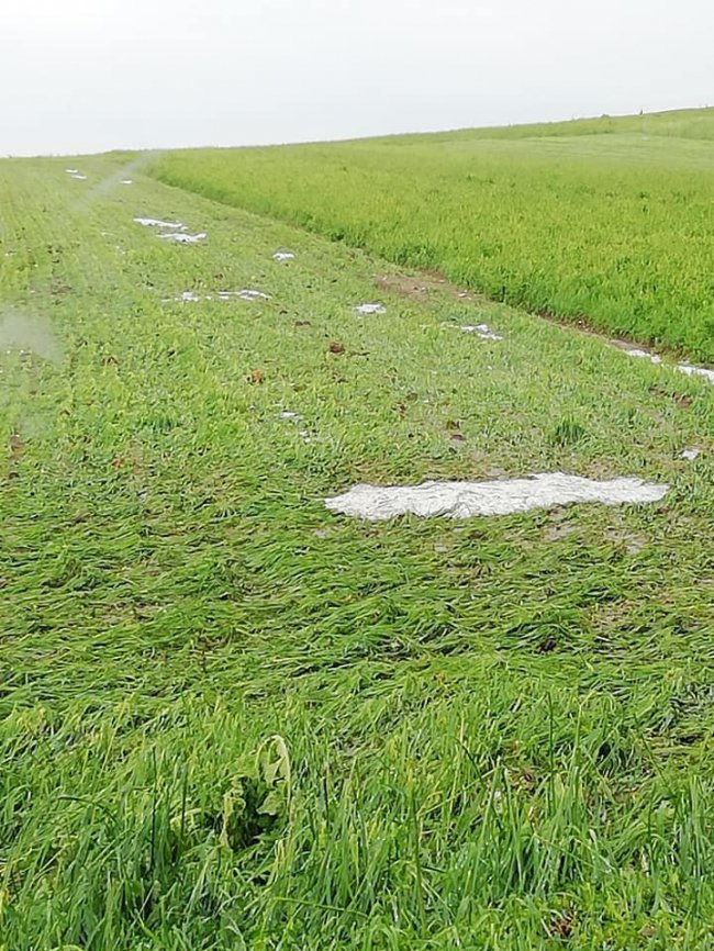 Врожаю не буде: на Ковельщині град побив сотні гектарів поля. ФОТО