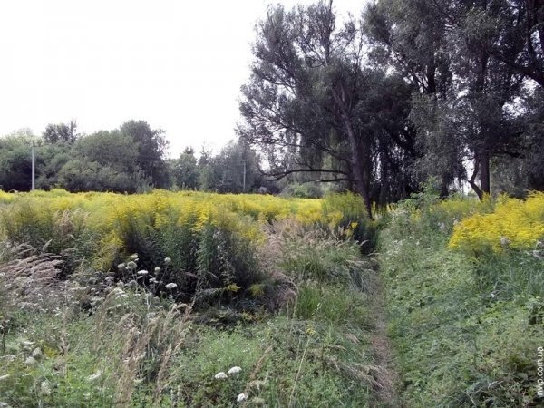 Нововолинський парк перетворився на хащі. ФОТО