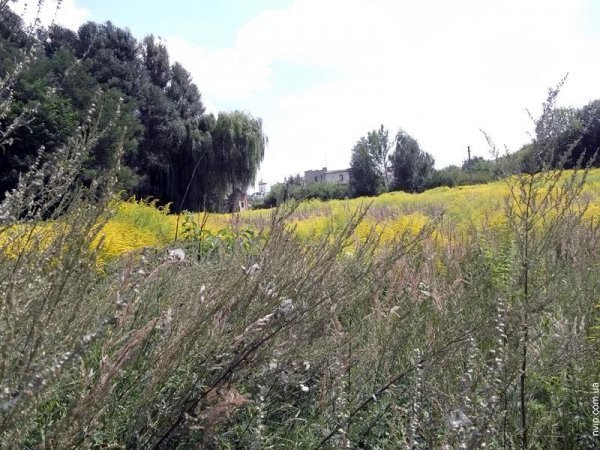 Нововолинський парк перетворився на хащі. ФОТО