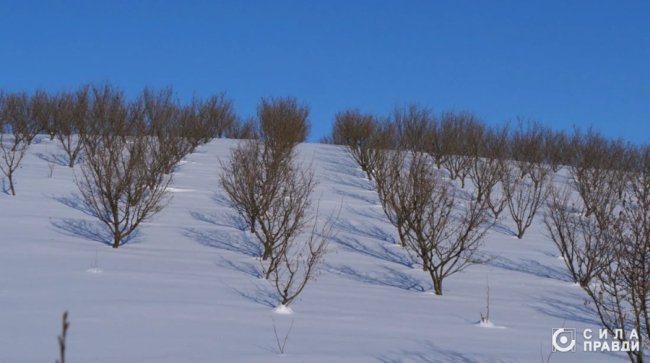 Директор «Луцькспецкомунтрансу» не вказав у декларації квартиру, авто і бізнес з фундуком – розслідування