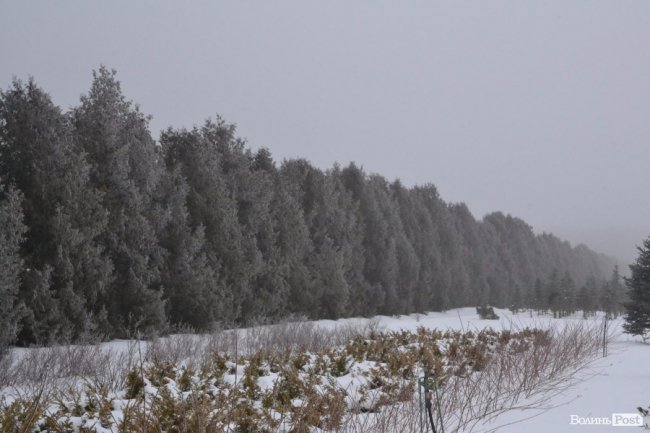 Банк насіння, плантації, шишкосушарки: як на Волині готують «нові ліси»
