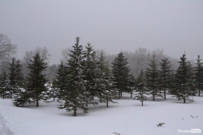 Банк насіння, плантації, шишкосушарки: як на Волині готують «нові ліси»