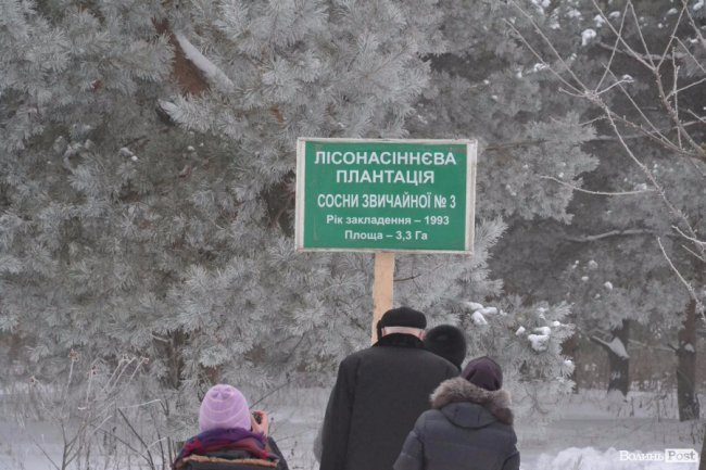 Банк насіння, плантації, шишкосушарки: як на Волині готують «нові ліси»
