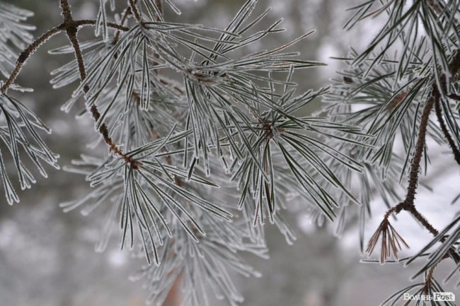 Банк насіння, плантації, шишкосушарки: як на Волині готують «нові ліси»
