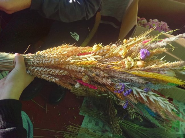 Студенти-аграрії з Волині плетуть дідухи, щоб продати їх на благодійному аукціоні