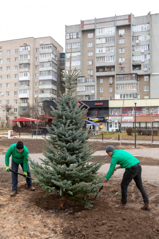У Луцьку перед РАЦСом висадили ялини. ФОТО