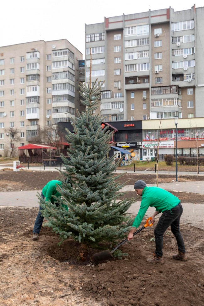 У Луцьку перед РАЦСом висадили ялини. ФОТО