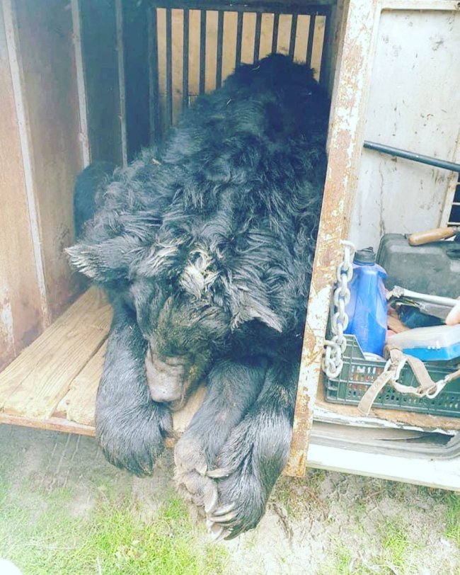 Лікується від контузії: Луцький зоопарк прихистив ведмедя з Донбасу