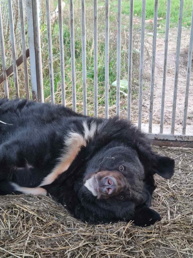 Лікується від контузії: Луцький зоопарк прихистив ведмедя з Донбасу