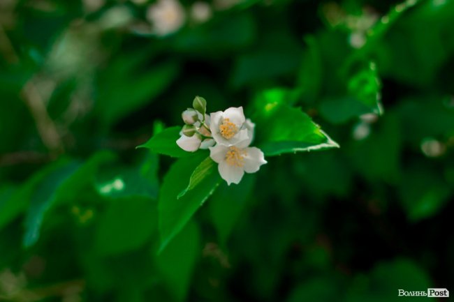 Перший день літа у Луцьку. ФОТОРЕПОРТАЖ 