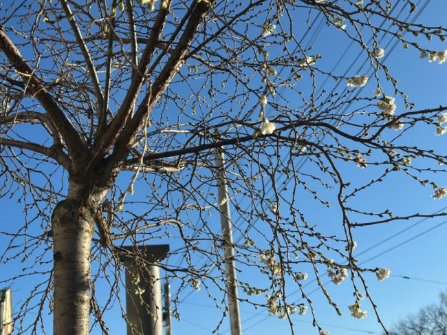 У Луцьку на Ковельській зацвіли сакури