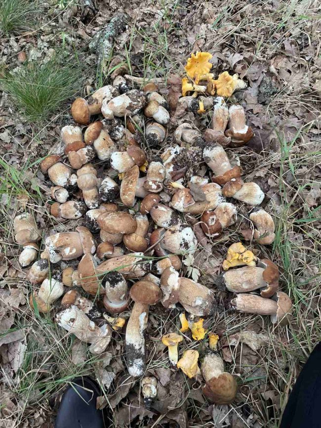 Перший похід до лісу: волинянка знайшла понад 200 білих грибів. ФОТО