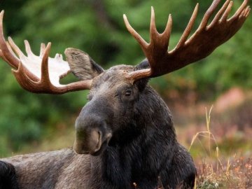 На Волині авто збило лося, який раптово вибіг на трасу