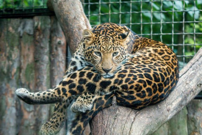 Рівненський звіринець на світлинах волинського фотографа. ФОТО