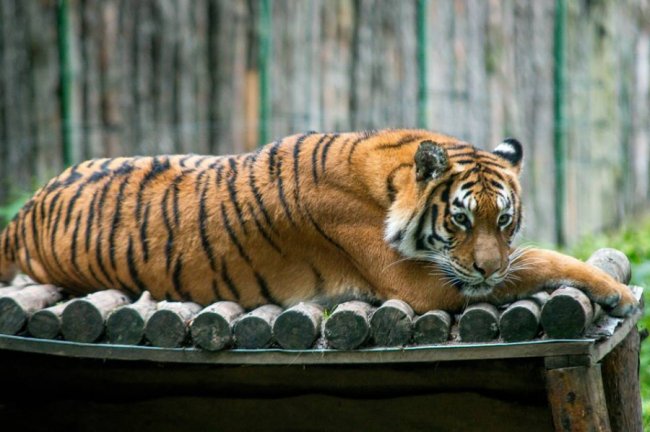 Рівненський звіринець на світлинах волинського фотографа. ФОТО