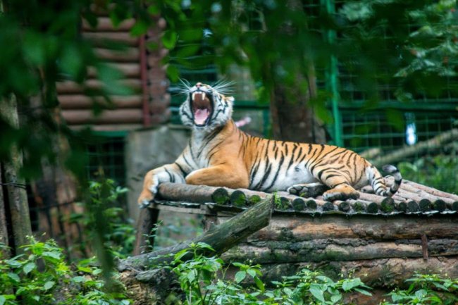 Рівненський звіринець на світлинах волинського фотографа. ФОТО