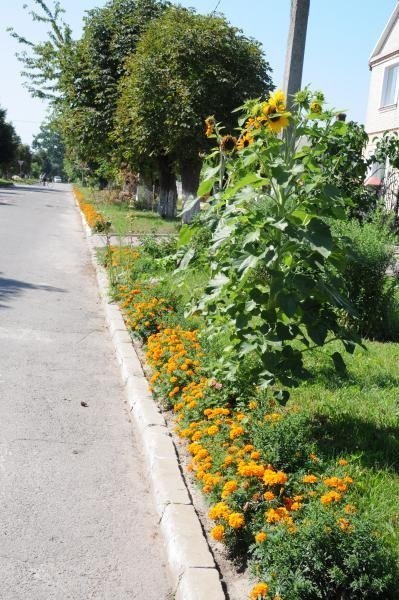 Як квітне райцентр на Волині. ФОТО