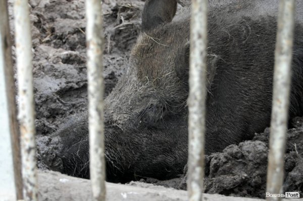 Луцький зоопарк планували розширити ще за Кривицького. ФОТО