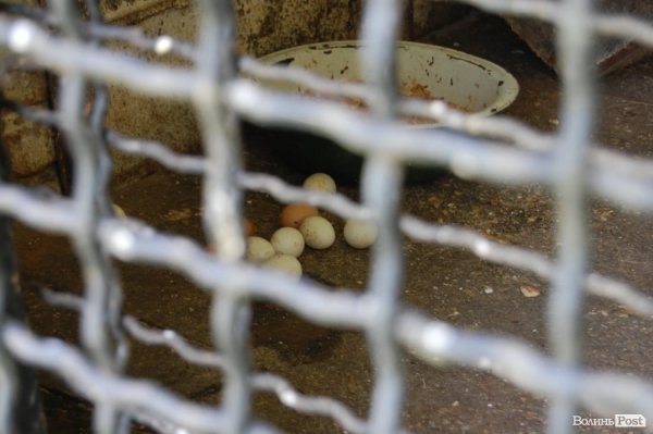 Луцький зоопарк планували розширити ще за Кривицького. ФОТО