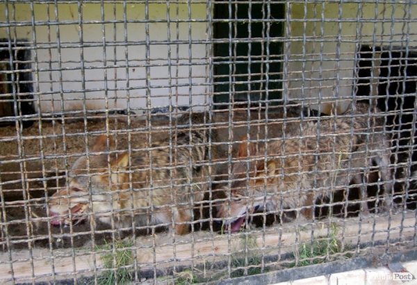 Луцький зоопарк планували розширити ще за Кривицького. ФОТО