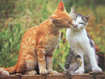 До України йде похолодання, подекуди морози