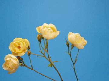 Одруження, народження і успіхи на фронті: добрі новини від ВолиньPost за 11 серпня 