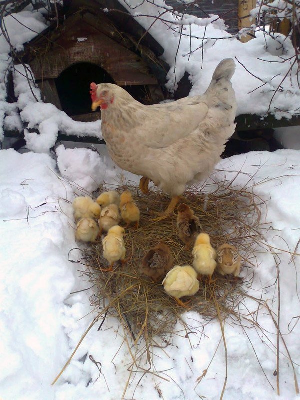 Курка з собакою висиділи курчат