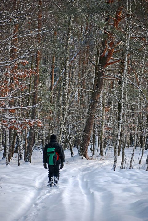 Як у волинському лісі зубрів шукали. ФОТО