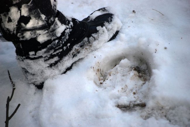 Як у волинському лісі зубрів шукали. ФОТО