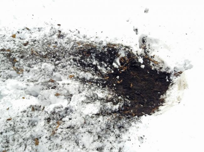 Як у волинському лісі зубрів шукали. ФОТО